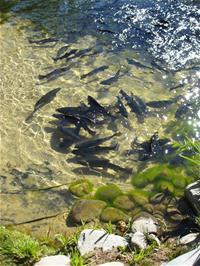 Rainbow Trout in Yuba River_thumb.jpg