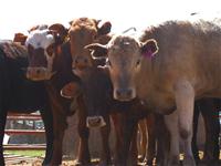 Sierra Valley Cattle.jpg